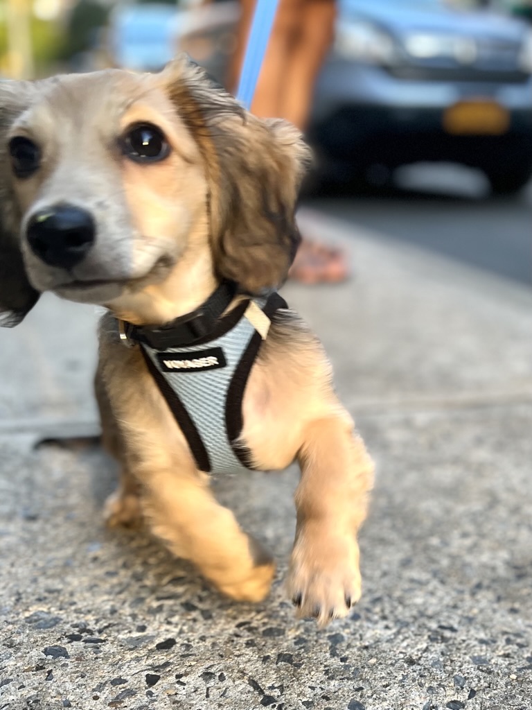 Close-up of puppy Brego mid-trot on the sidewalk, one ear flipped, paw blurred with motion