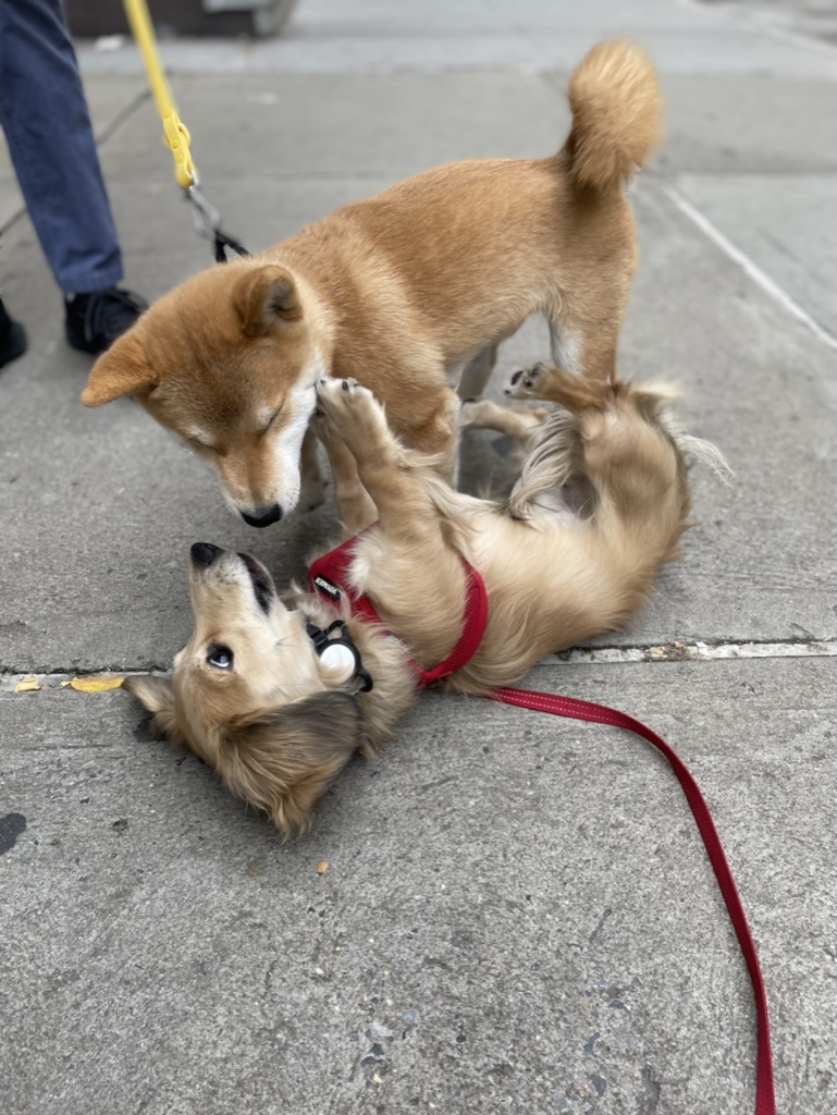 Brego rolled onto his back on the sidewalk, paws up, play-wrestling with a Shiba Inu standing over him