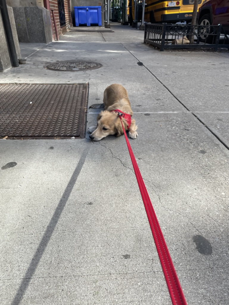 Brego lying flat on the sidewalk, chin on the pavement, red leash extended toward the camera